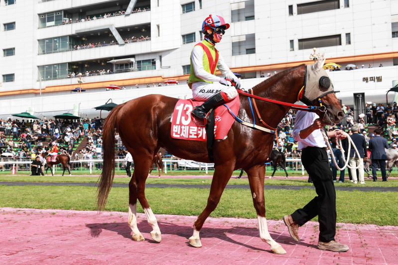 [경마] 늘가을·어마어마, 중·단거리 최강자 두고 신구 대결                                