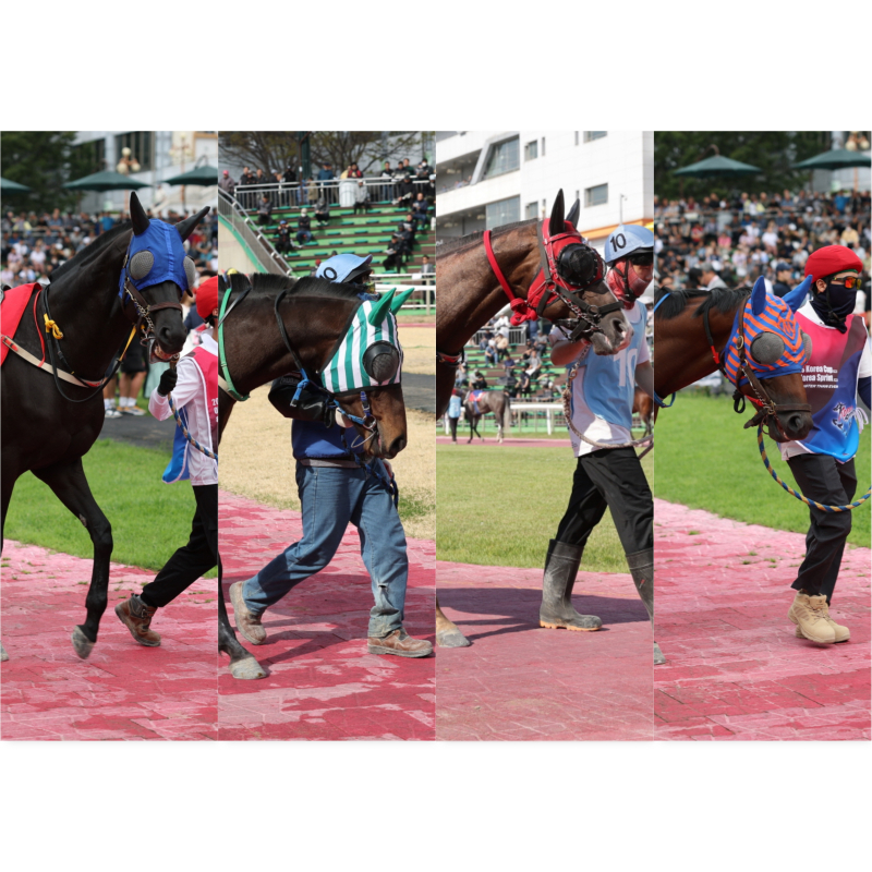 [경마] 단 1분의 속도전... 렛츠런파크 서울, 1200m 1등급 스프린트 결전 - 뉴스 썸네일 이미지