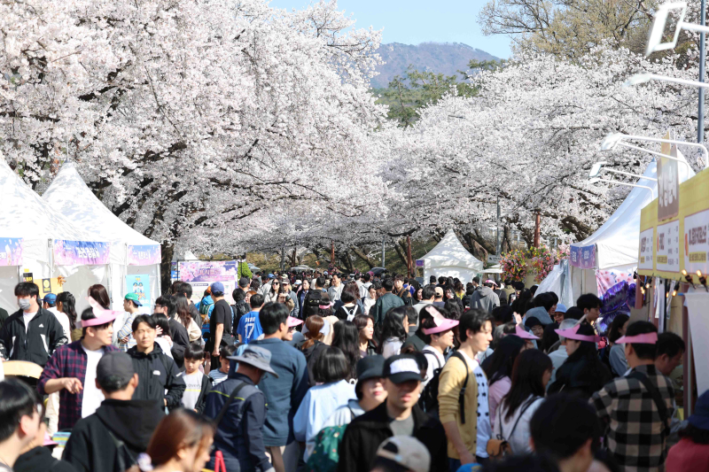 28만명 몰렸다...'馬시멜로' 렛츠런파크 서울 벚꽃축제 성료 - 뉴스 썸네일 이미지
